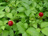 Wild Strawberries