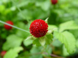 Wild Strawberry