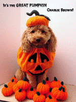 Oskar the Pumpkin