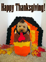 Oskar dressed as a Thanksgiving Turkey