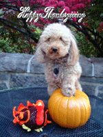 Oskar with turkey and pumpkin